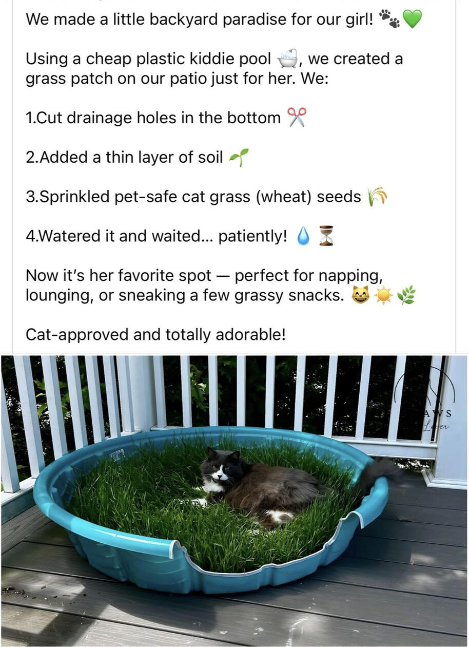 Using plastic kiddie pool: cut drainage holes in bottom, thin layer of soil, sprinkle cat grass seeds, water and wait. Cat approved grass napping spot, safe to chew! Cut side open if cat needs space to enter.