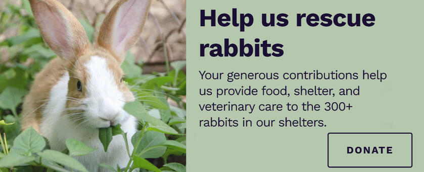 a light brown and white rabbit happily eating herbs in a safe outdoor environment. text: Help us rescue rabbits. Your generous contributions help us provide food, shelter, and veterinary care to the 300+ rabbits in our shelters. Donate Link on Click/Intera